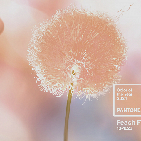 Цвет года по версии Pantone 2024