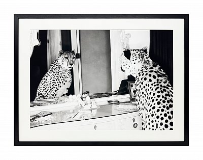 Постер Cheetah